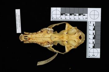 Media type: image;   Mammalogy BANGS-3791 Description: Image of skeleton specimen - ventral view. ventral view of skull.;